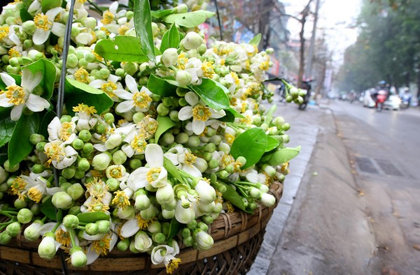 Những chùm hoa bưởi  xuống phố Hà Nội dịp tháng 3